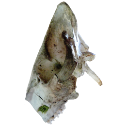 Das Bild zeigt einen Wildschweinschädel von der Seite. Etwas Moos wächst auf dem Knochen. Der Vordere Teil des Mauls ist abgesägt. Hinten am Schädel sind ein paar eingebrannte Linien zu sehen.